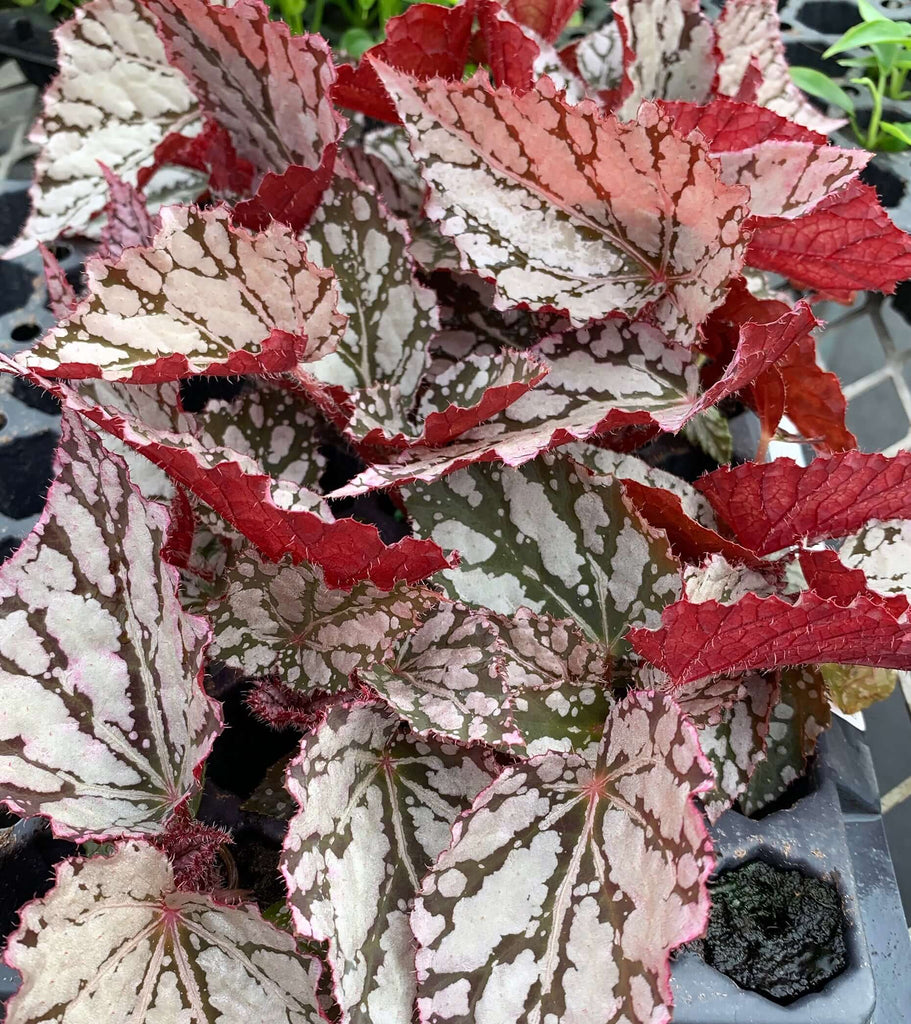 Begonia Rex Silver Splash