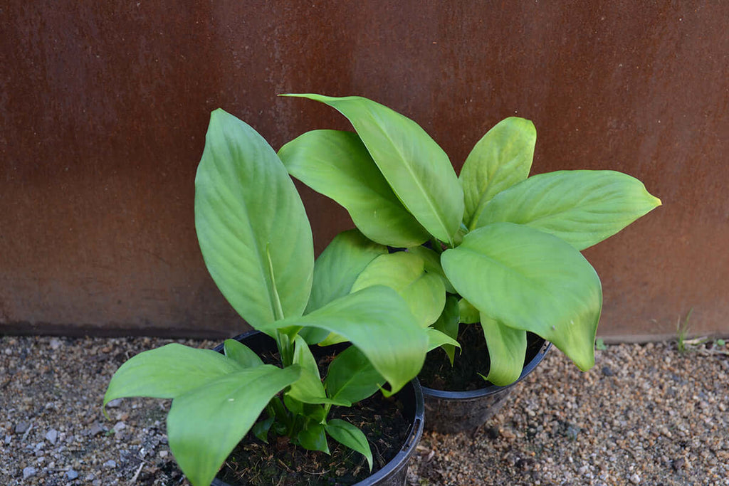 Dieffenbachia Exotica Green Passion