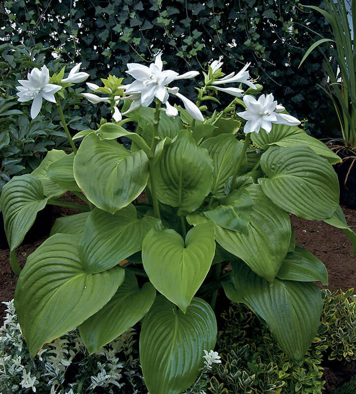 Hosta Venus