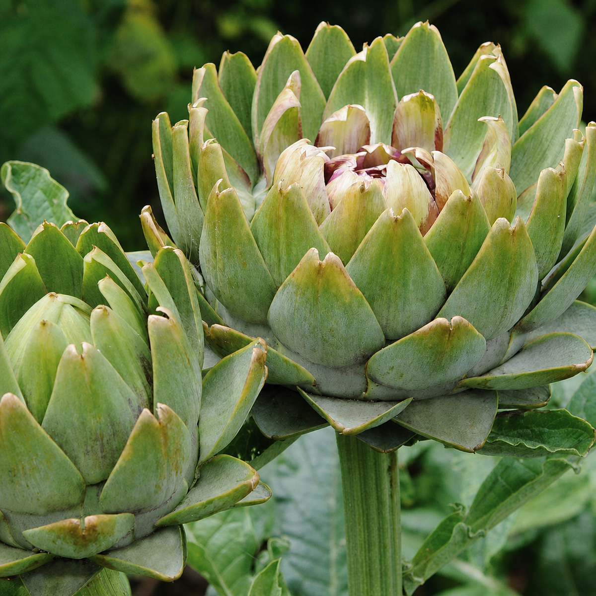 ARTICHOKE GREEN GLOBE