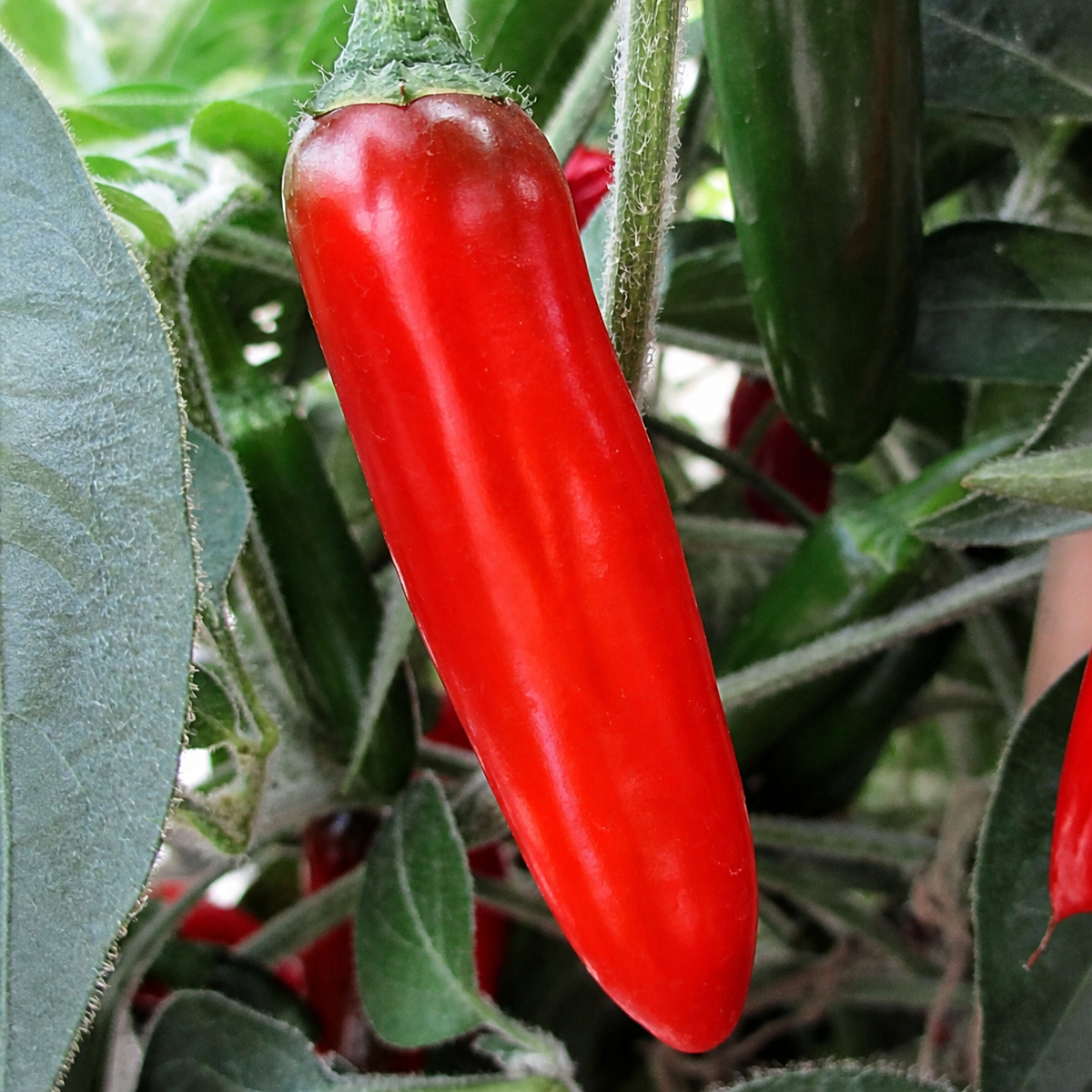 Serrano chillies growing on a leafy plant