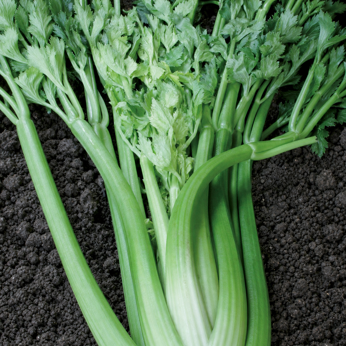 CELERY TALL UTAH