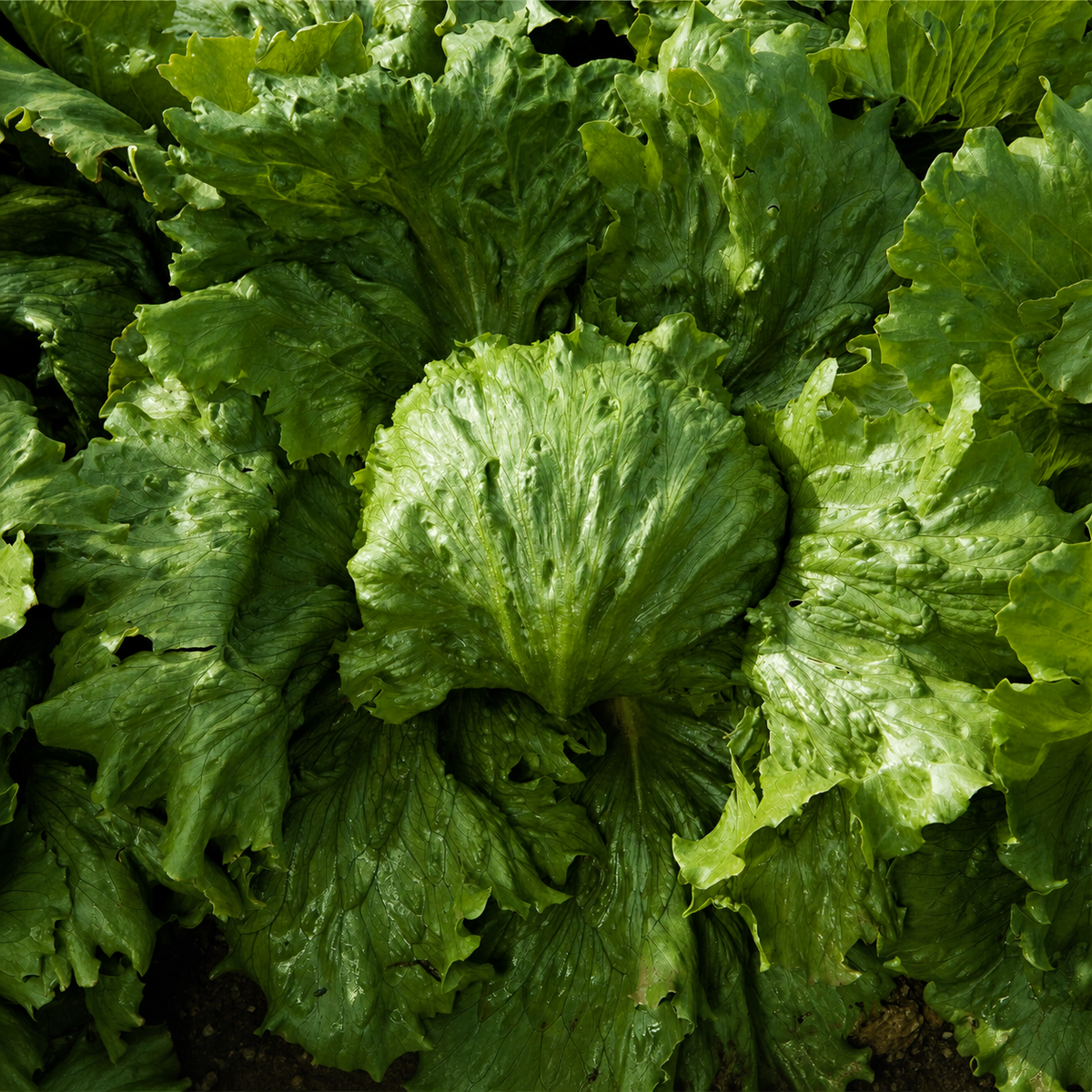 Lettuce Iceberg Summer head growing among green leaves