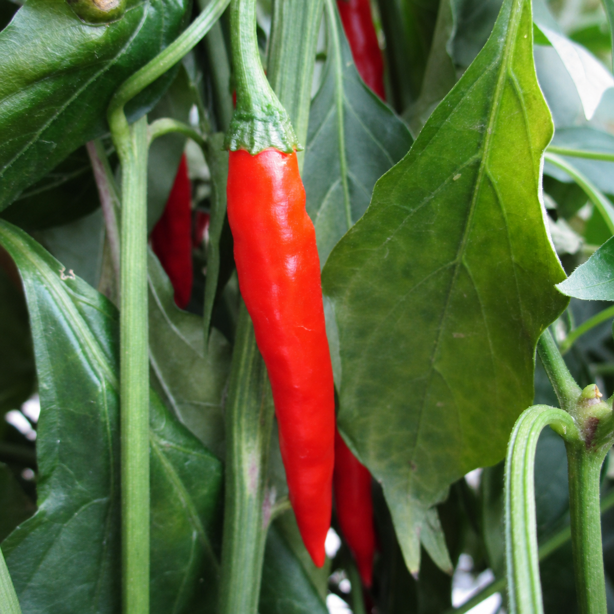 Uyababa chillies ripening on the plant