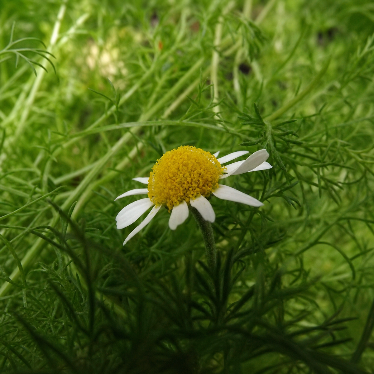 CHAMOMILE - MAYWEED