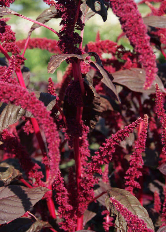 Marog Red Seeds – GARDENING.co.za