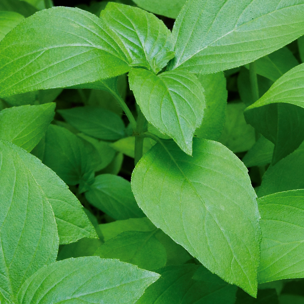 Clemonette Basil Lemon Lemonette Seeds | GARDENING.co.za