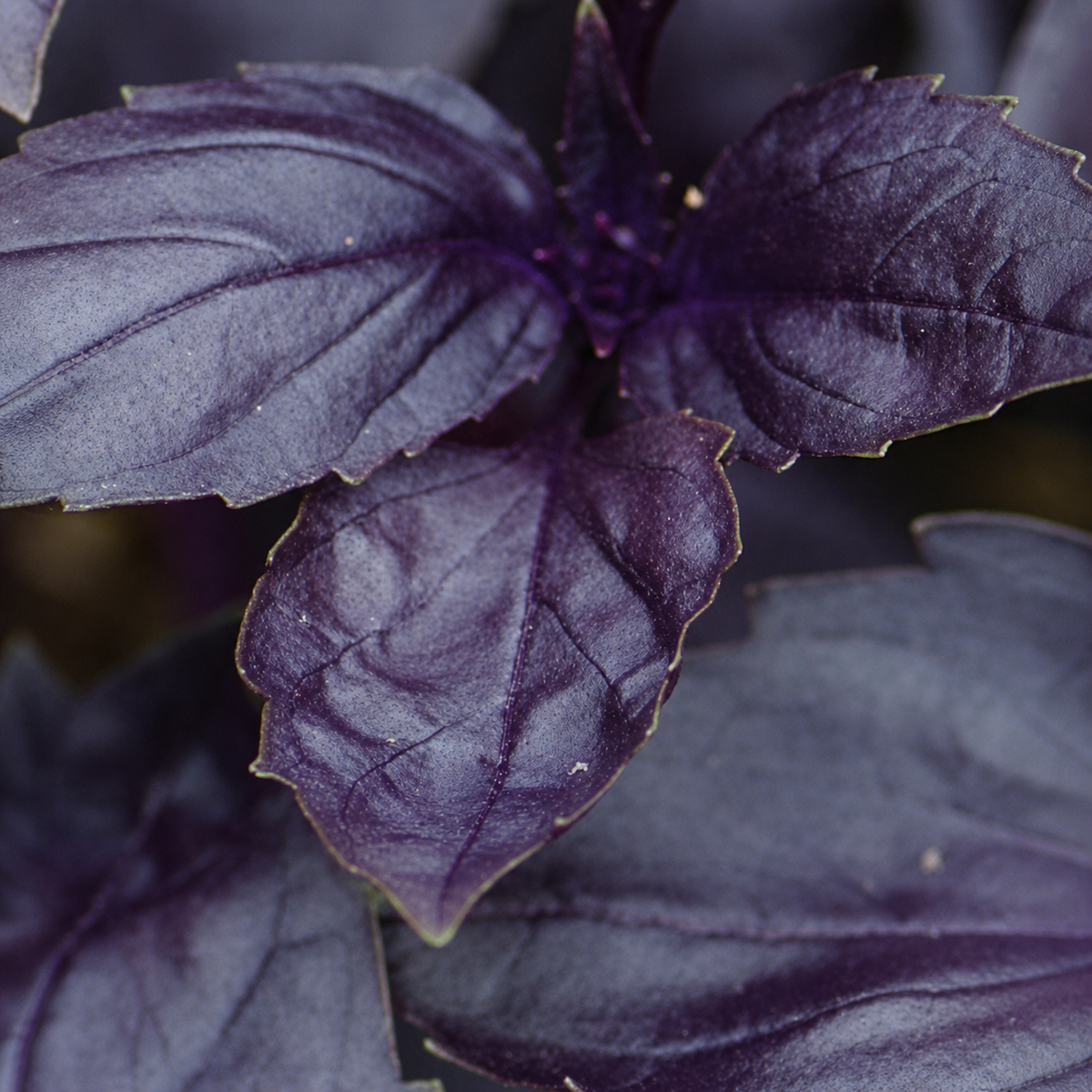 Basil Red Rubin Improved Seeds | GARDENING.co.za