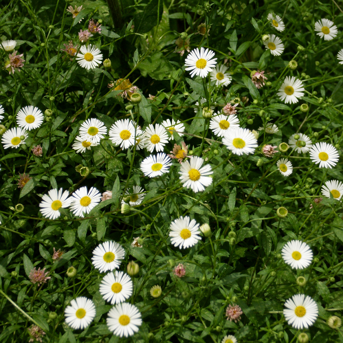 CHAMOMILE ROMAN