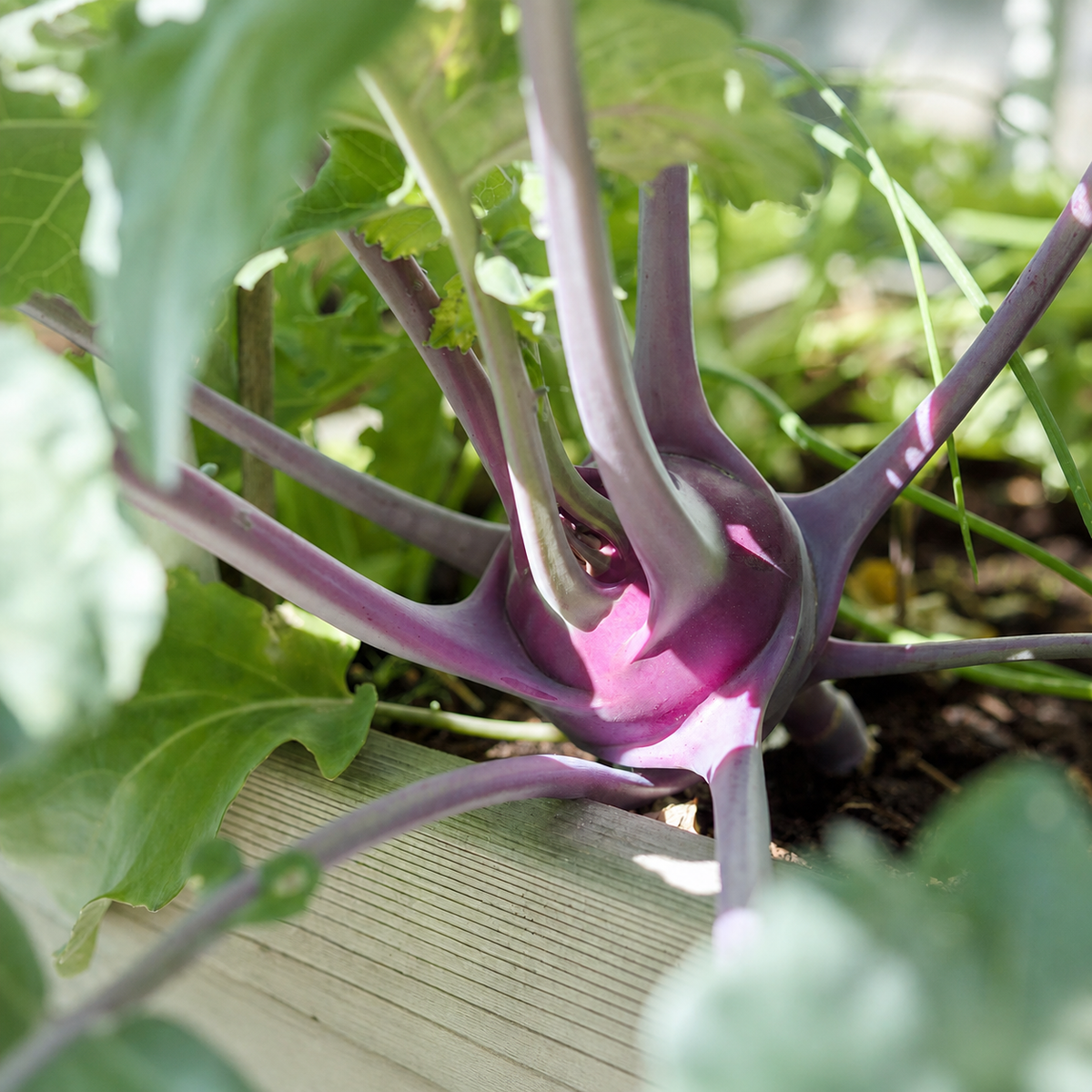 Purple Vienna kohlrabi growing with green leaves