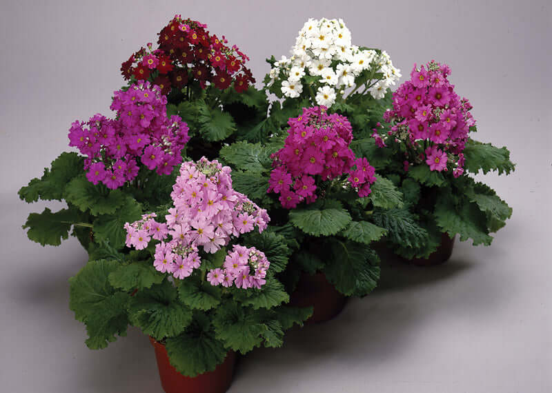 Prima Tree Primula Malacoides Prima Mix Seeds | GARDENING.co.za
