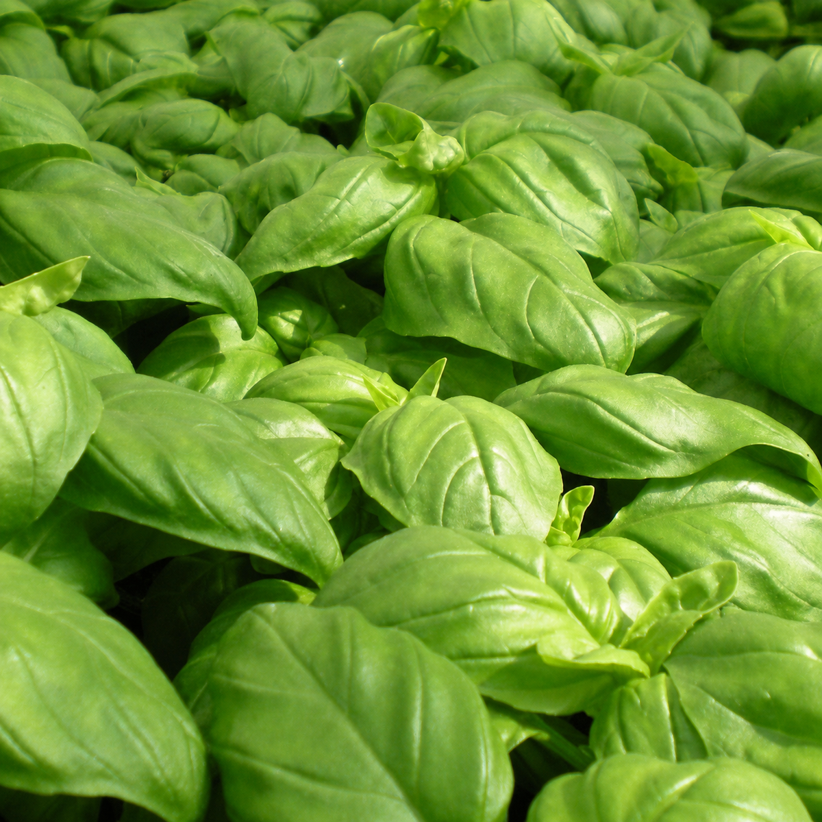 BASIL SWEET GENOVESE
