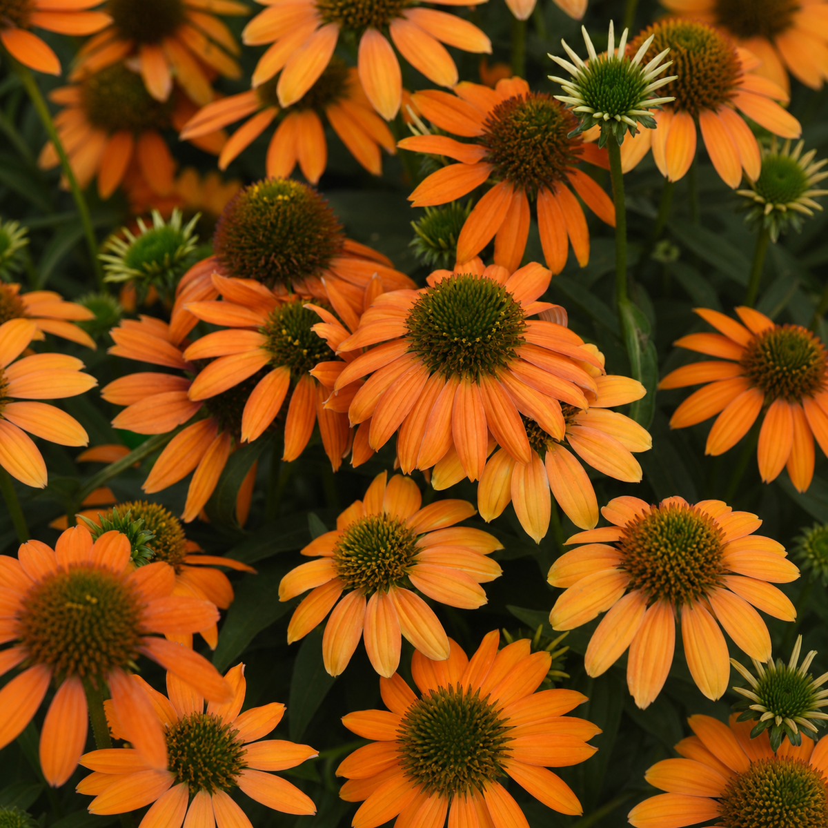 Soft orange Echinacea Artisan Collection flowers in bloom