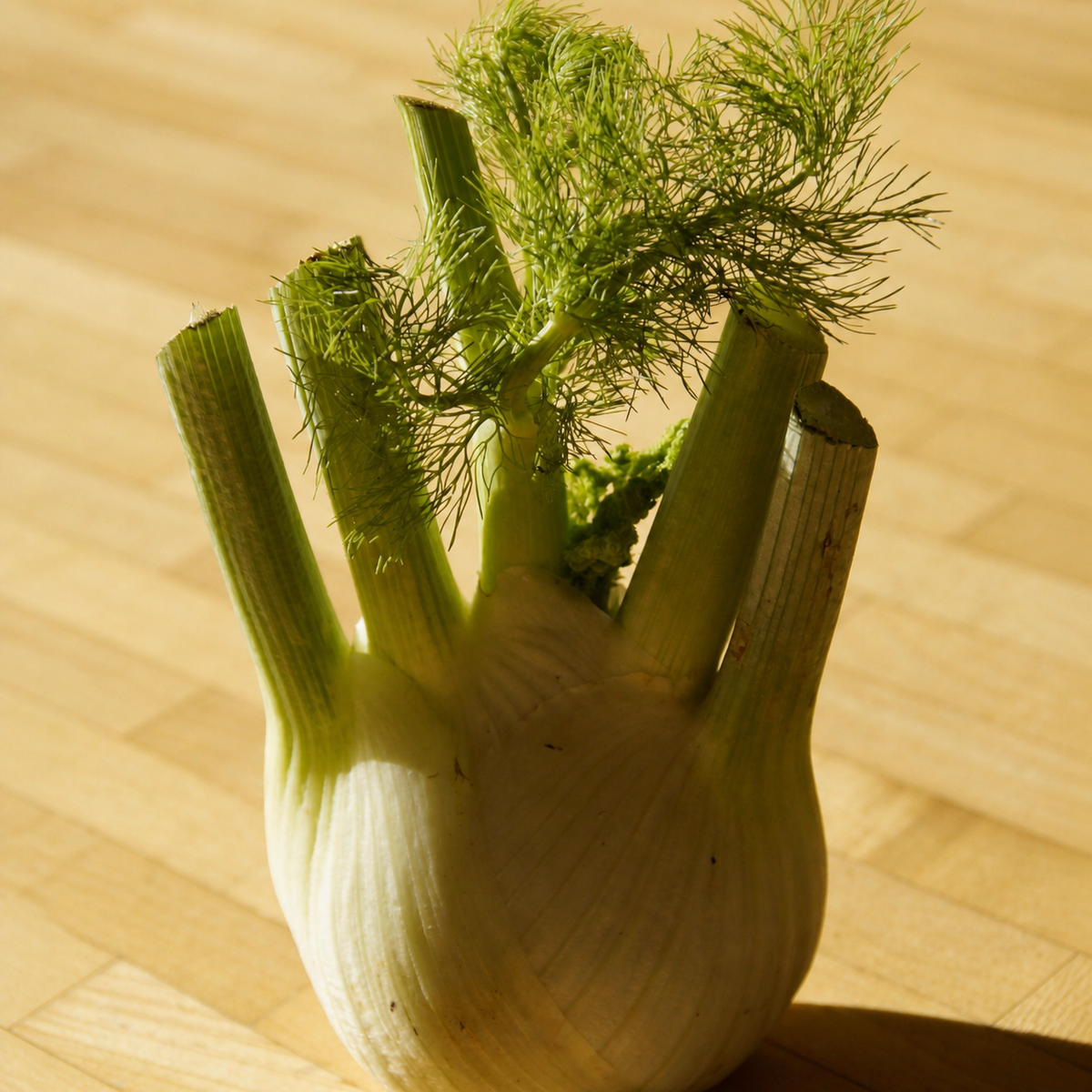 Sweet Florence fennel bulb and feathery foliage
