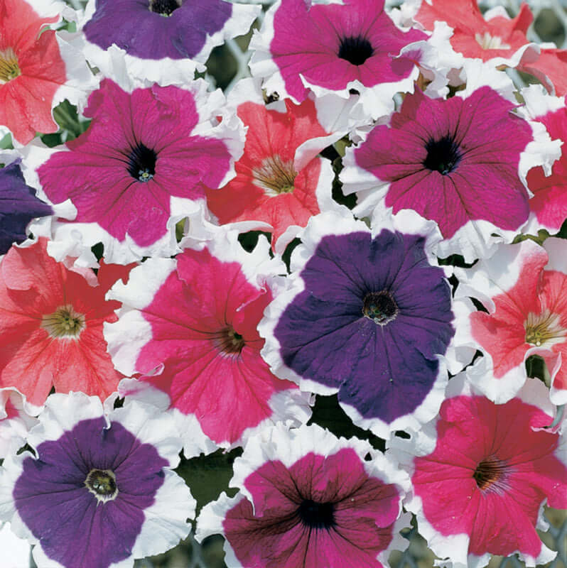 PETUNIA FROST MIX