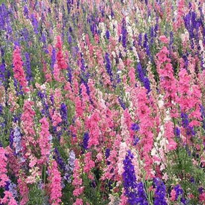 Ubuntuberg Larkspur Gi Fieldgrown Mix Seeds