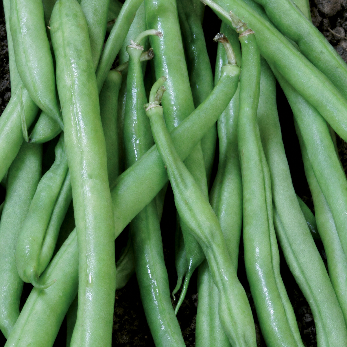 BEANS BUSH CONTENDER