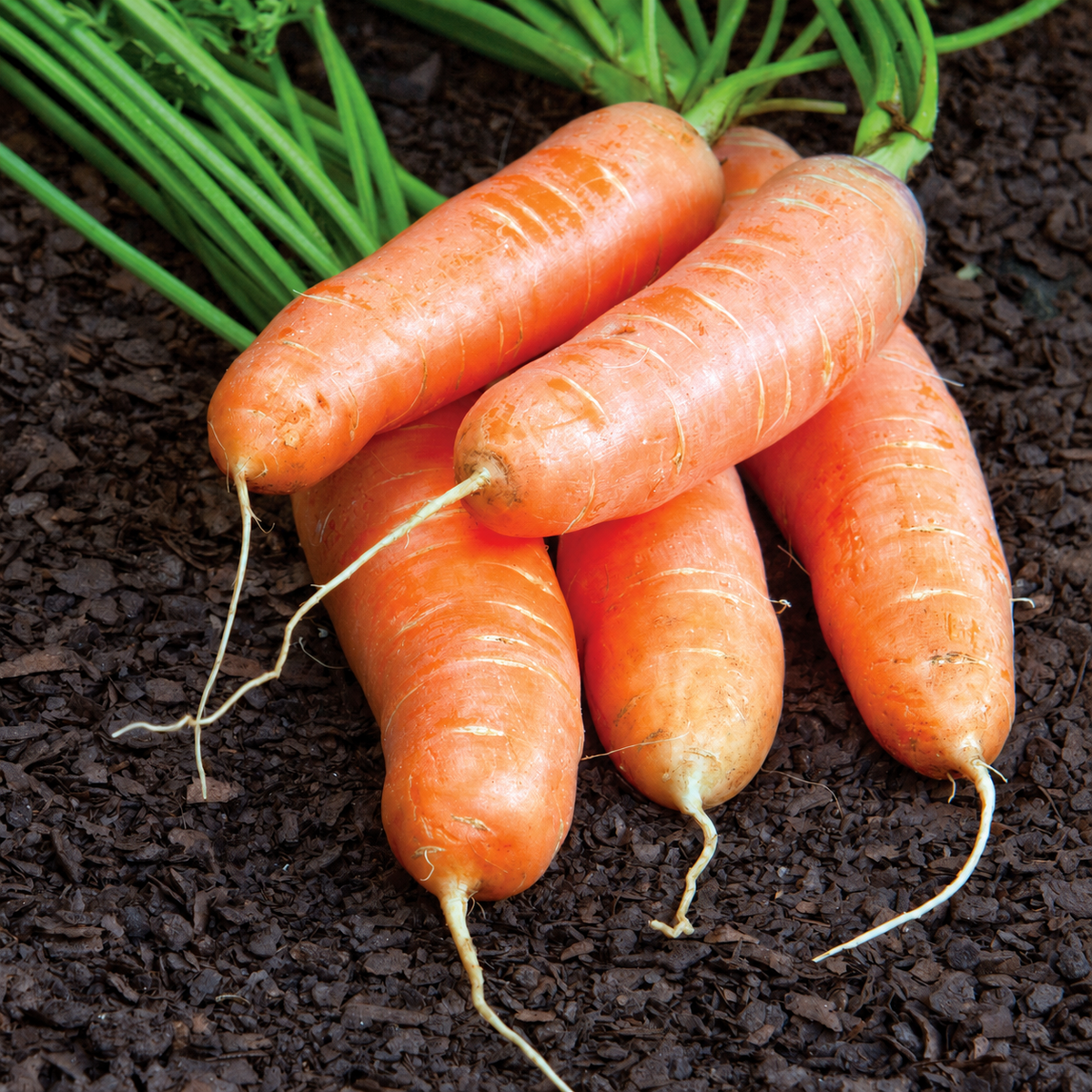 Cape Market carrots with fresh green tops