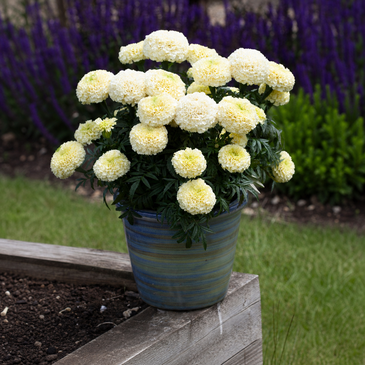 Marigold Whitegold Max cream-white flowers in bloom