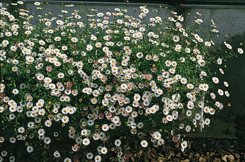 ERIGERON PROFUSION