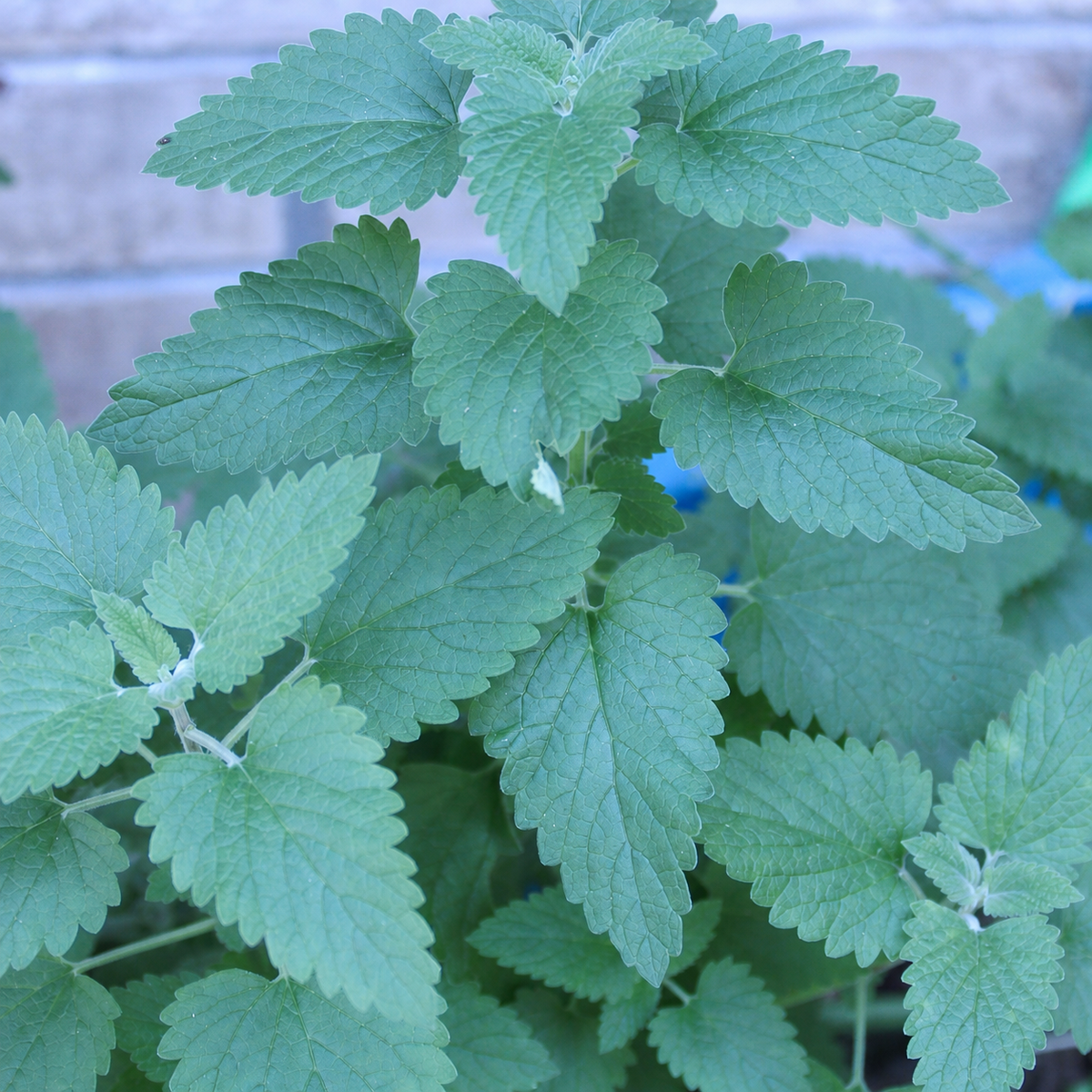 Catnip foliage and flowers growing in the garden