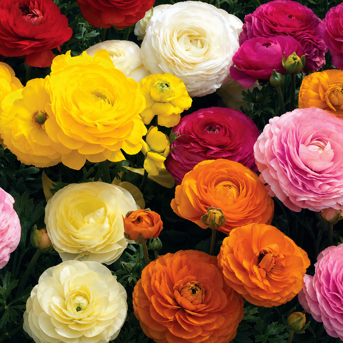 Ranunculus Mache Mix flowers in assorted colours
