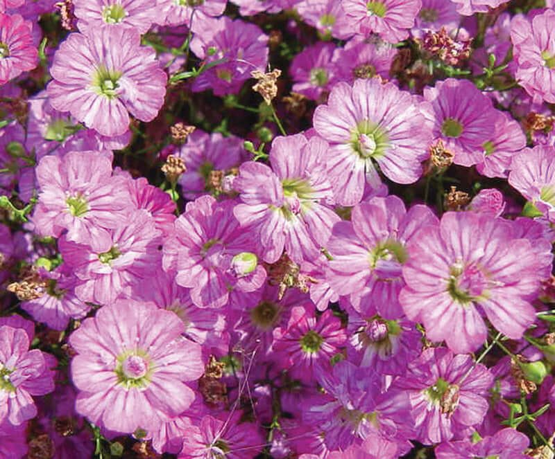 GYPSOPHILA GYPSY DEEP ROSE