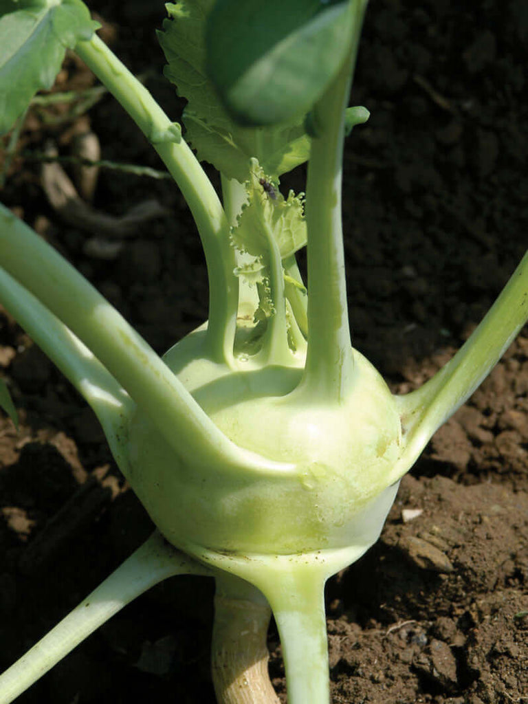 KOHLRABI WHITE VIENNA