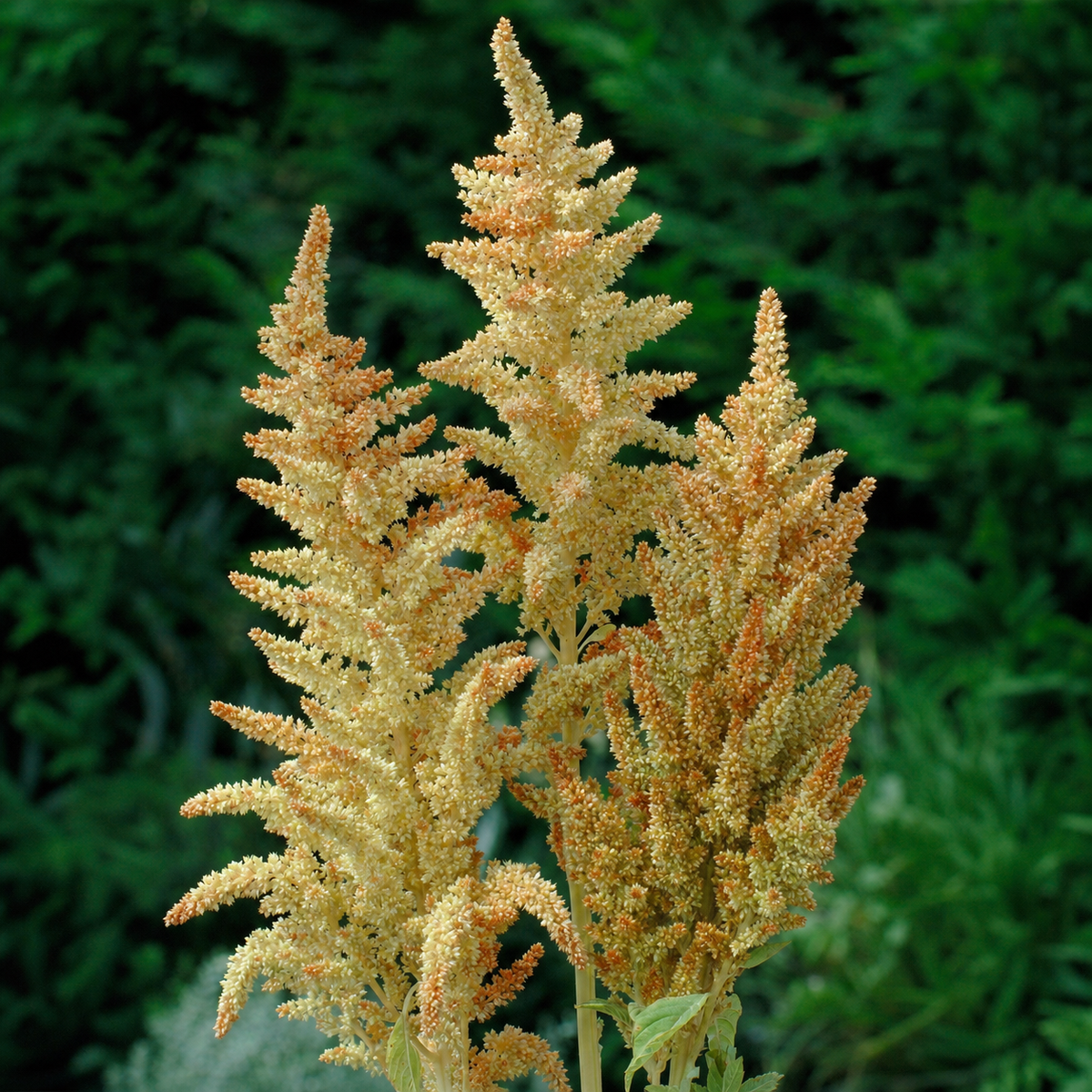 Amaranthus Autumns Touch bronze and green flower plumes
