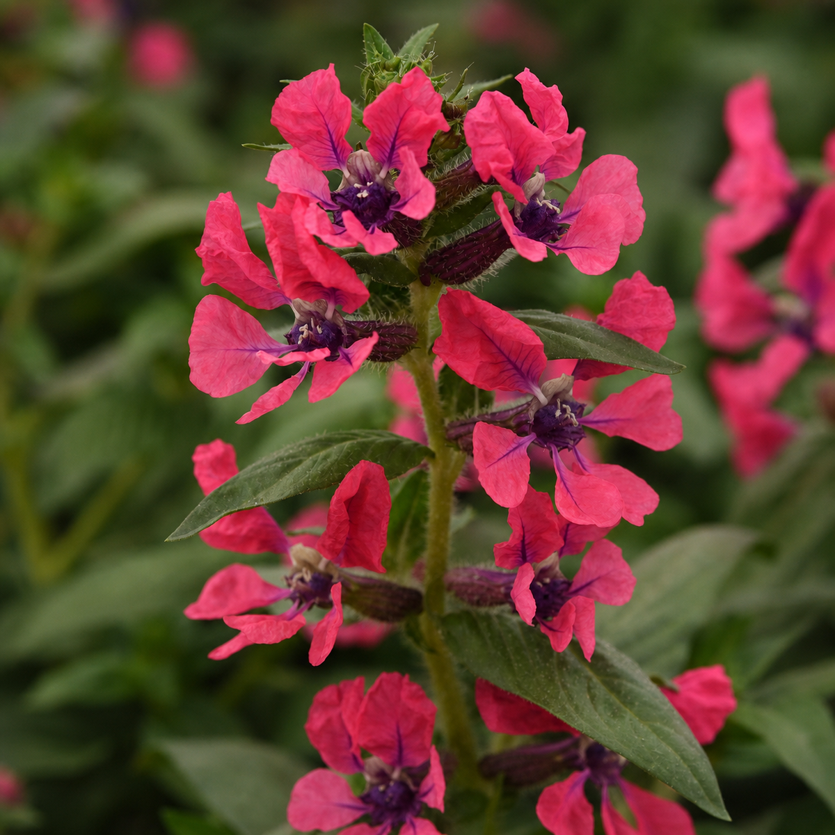 Cuphea Sweet Talk Deep Pink
