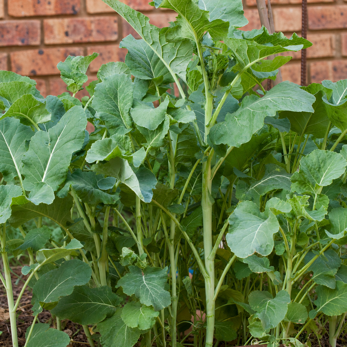 Chou Moullier kale leaves growing on the plant