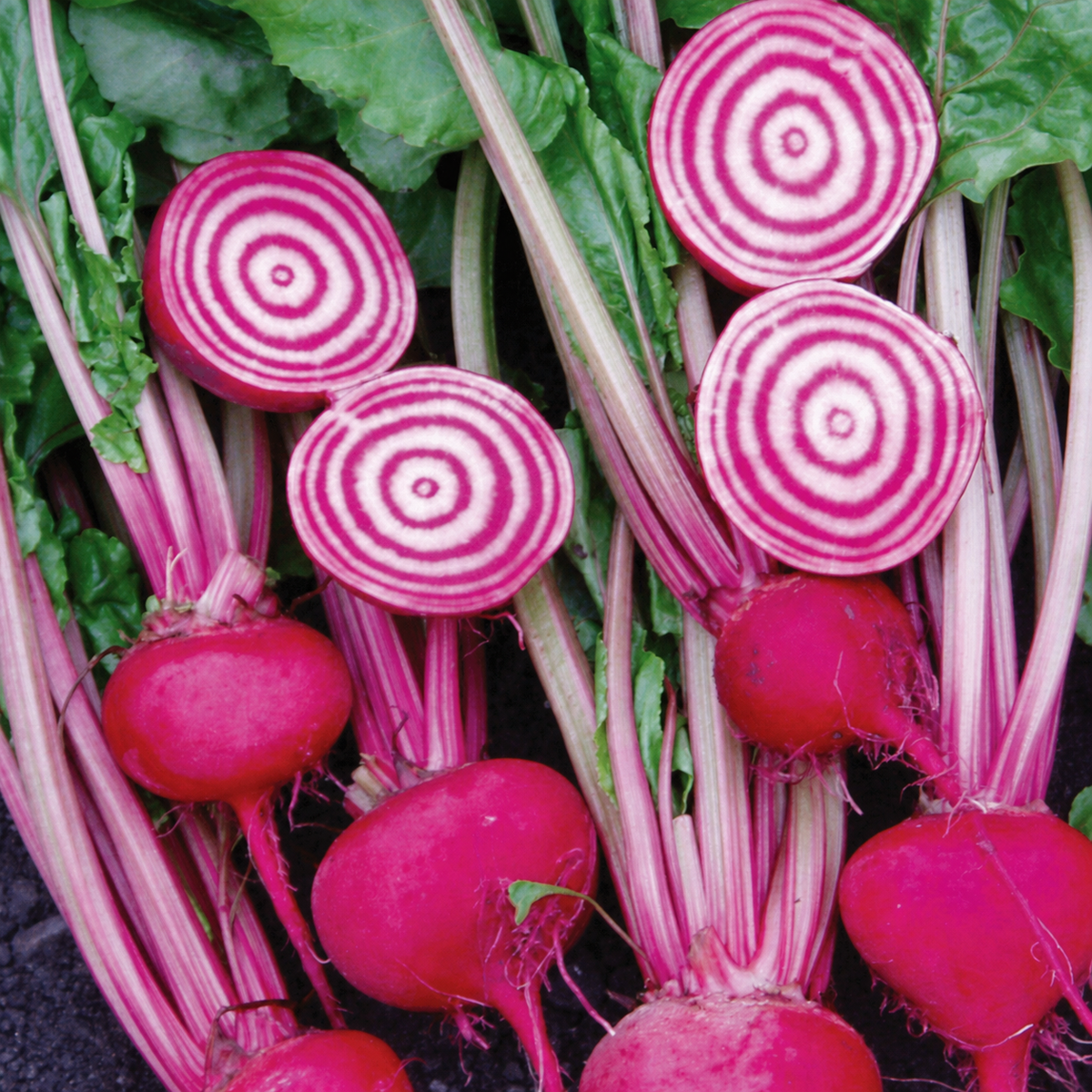BEETROOT CHIOGGIA GUARDSMARK