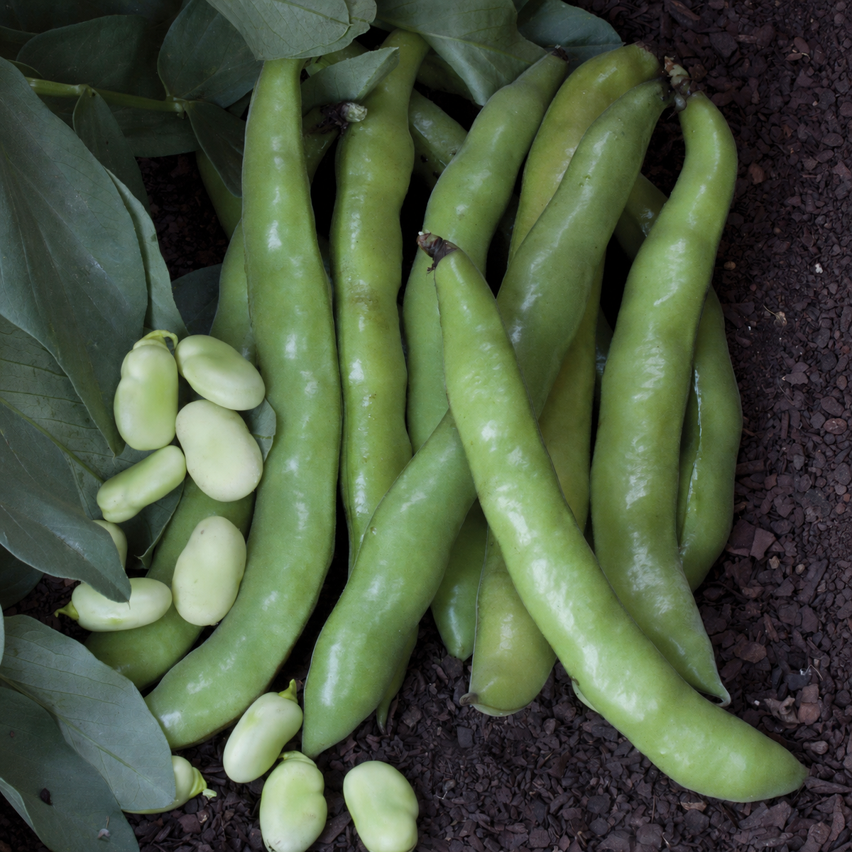 Aquadulce broad bean pods growing on the plant