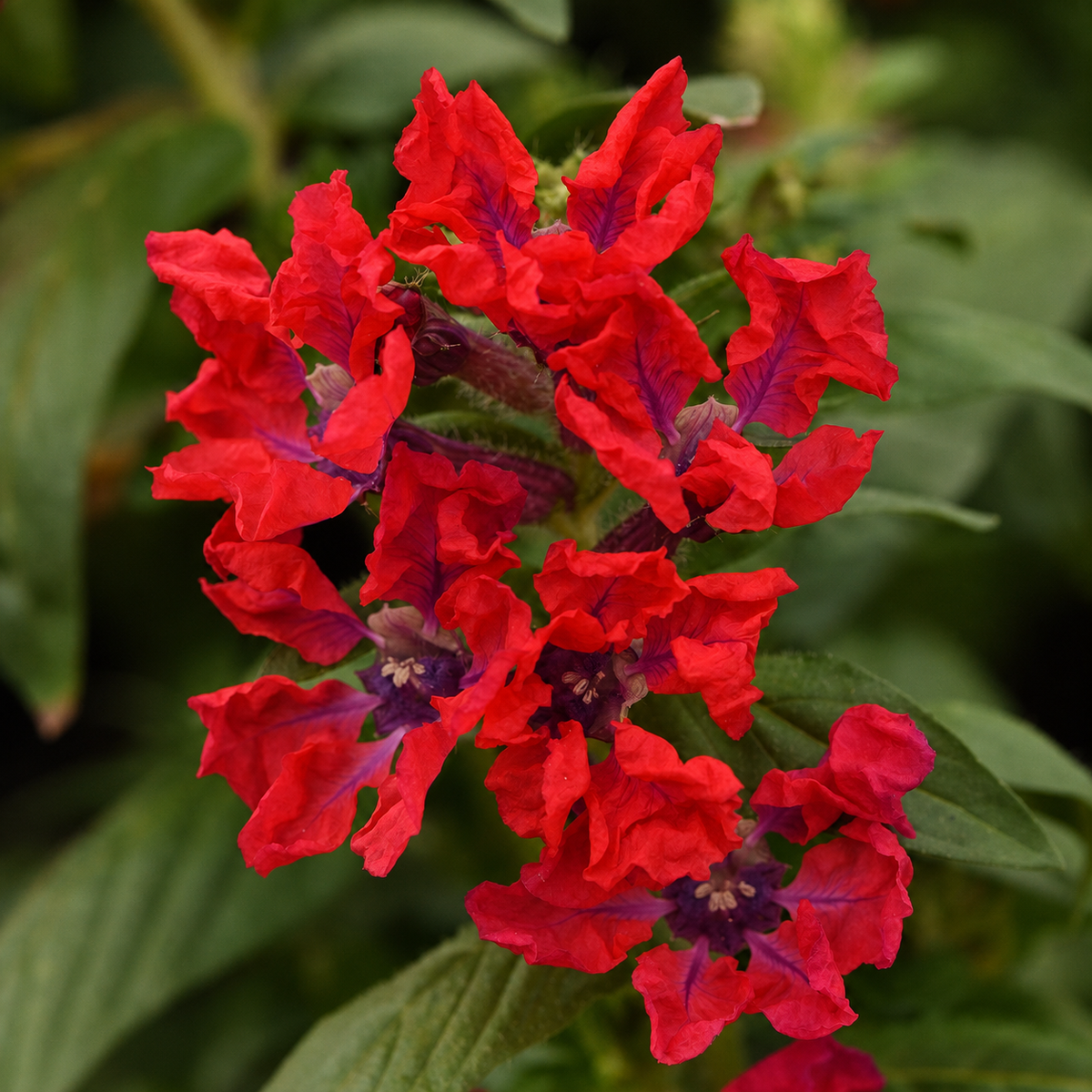 Cuphea Sweet Talk Red