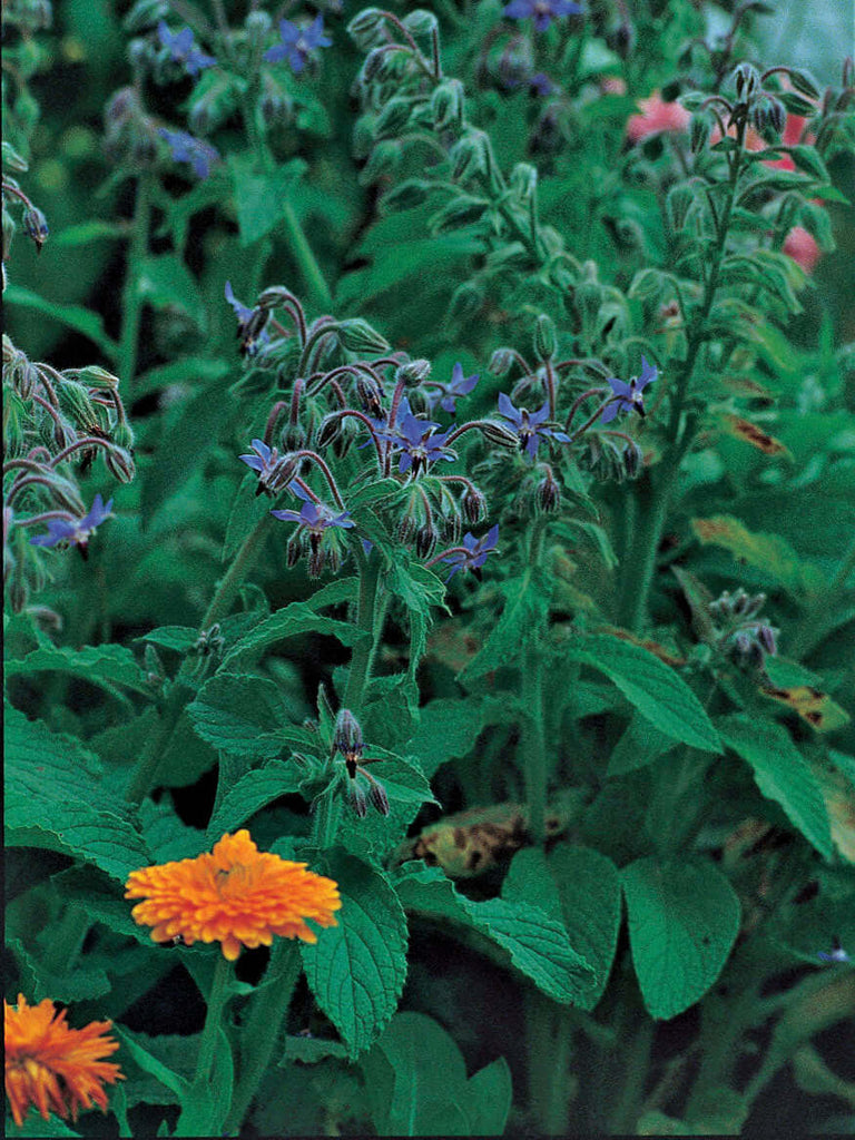 BORAGE AZURE BLUE