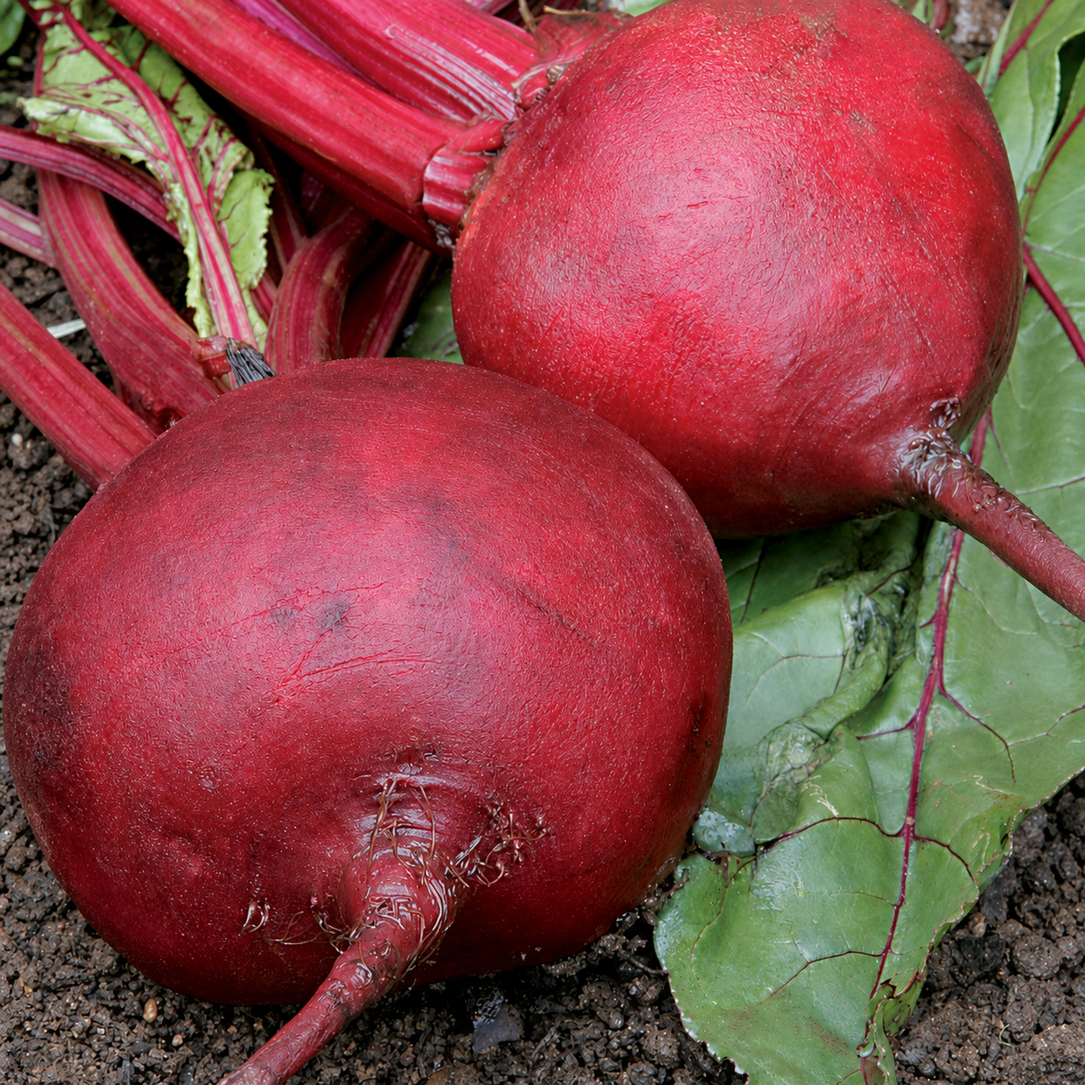 BEETROOT CRIMSON GLOBE