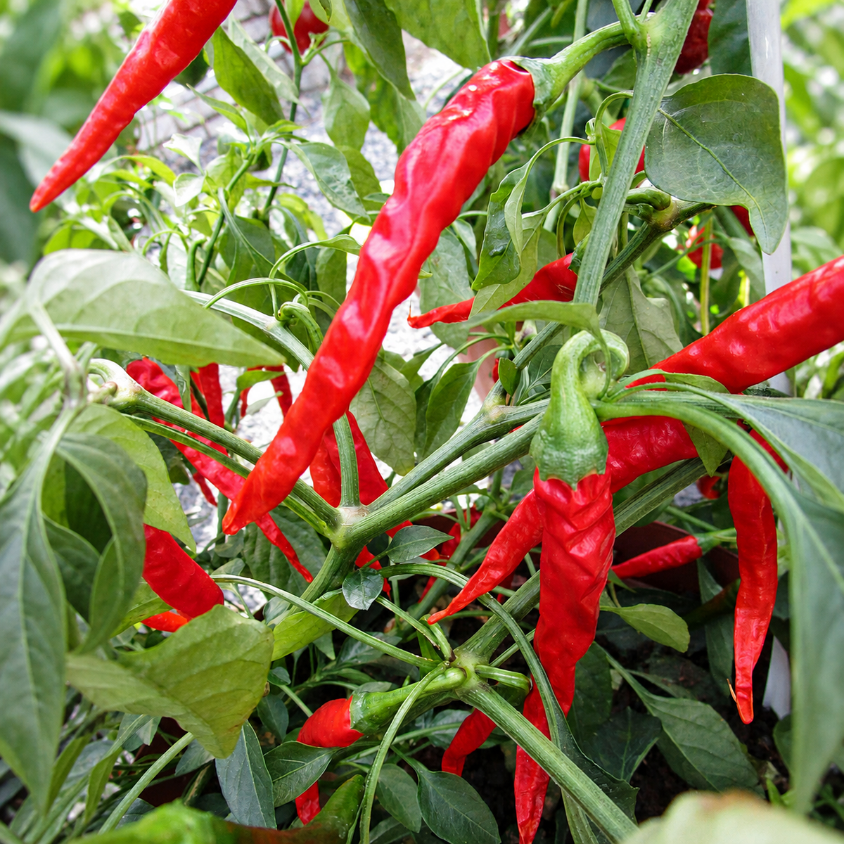 Long Red Cayenne Slim chillies ripening on the plant