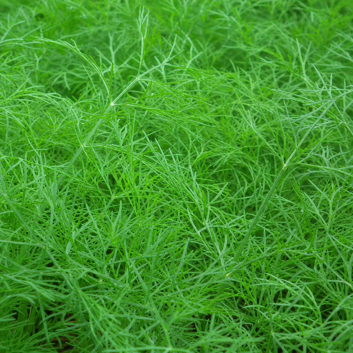 DILL COMMON