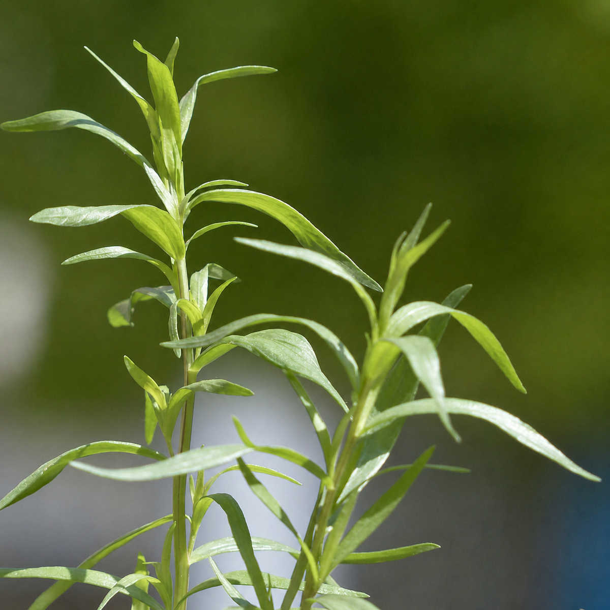 Russian tarragon foliage growing in the garden