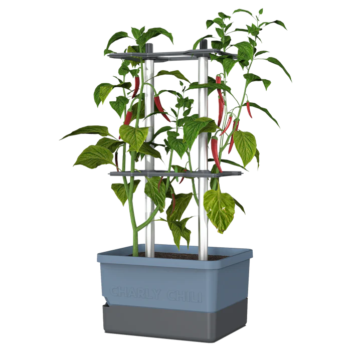 CHARLY CHILI (Self Watering Pot) + Cayenne Pepper Seed Pack - additional view 5