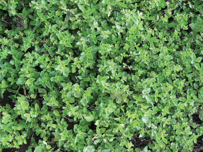 GREEK OREGANO