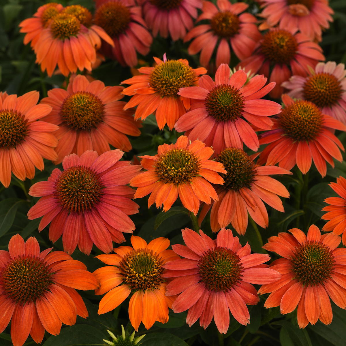 Ubuntuberg Echinacea Artisan Collection Red Ombre Seeds