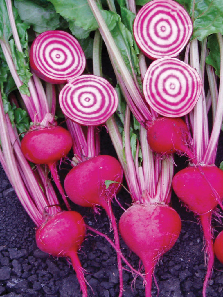 BEETROOT CHIOGGIA GUARDSMARK