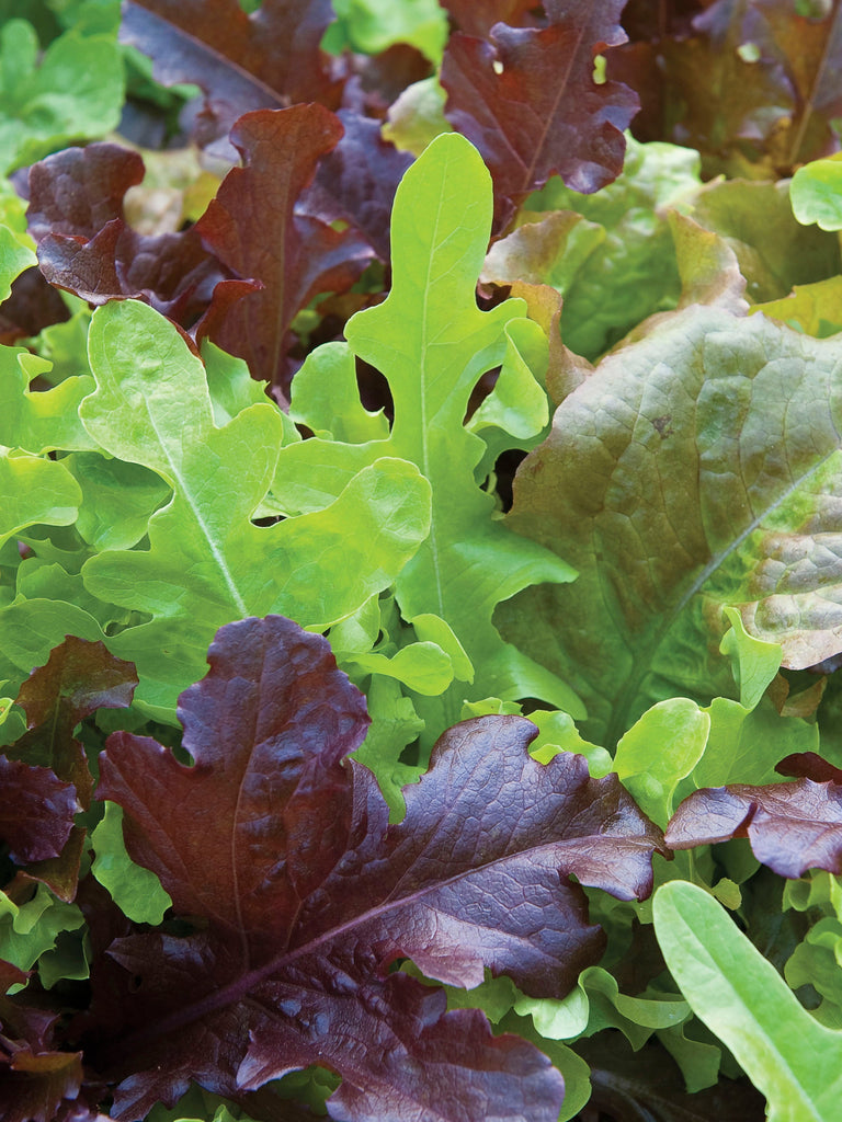 LETTUCE GOURMET SALAD BLEND