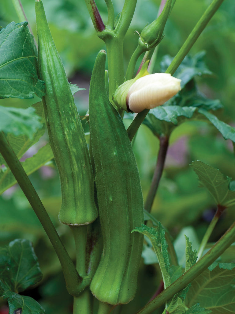 OKRA CLEMSON SPINELESS