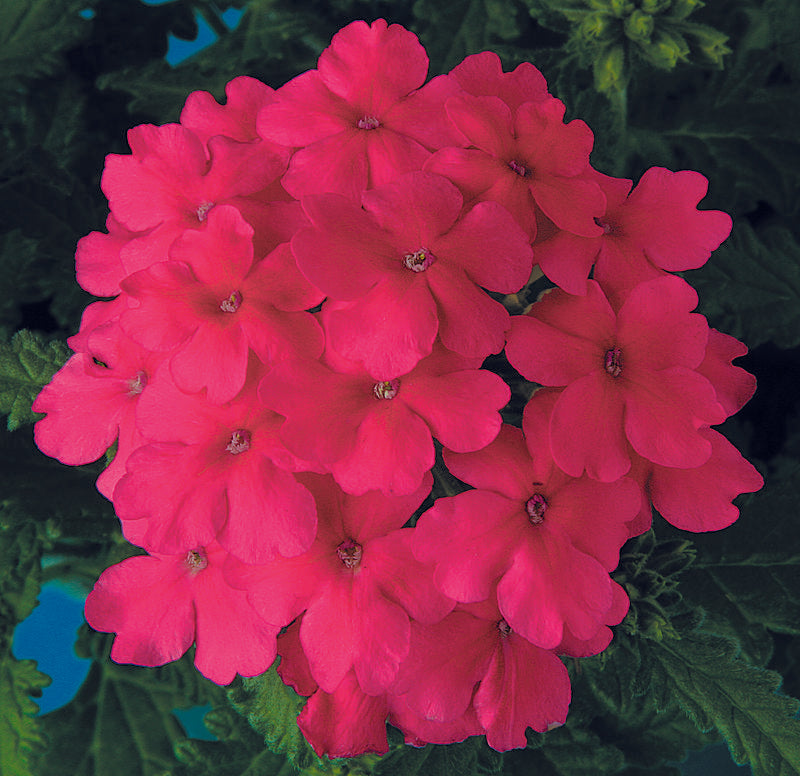 Verbena Obsession Pink