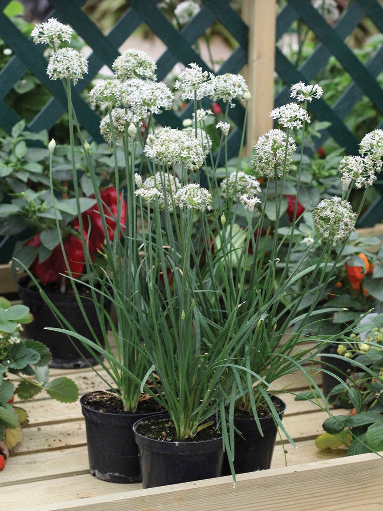 Garlic Chives Seedlings