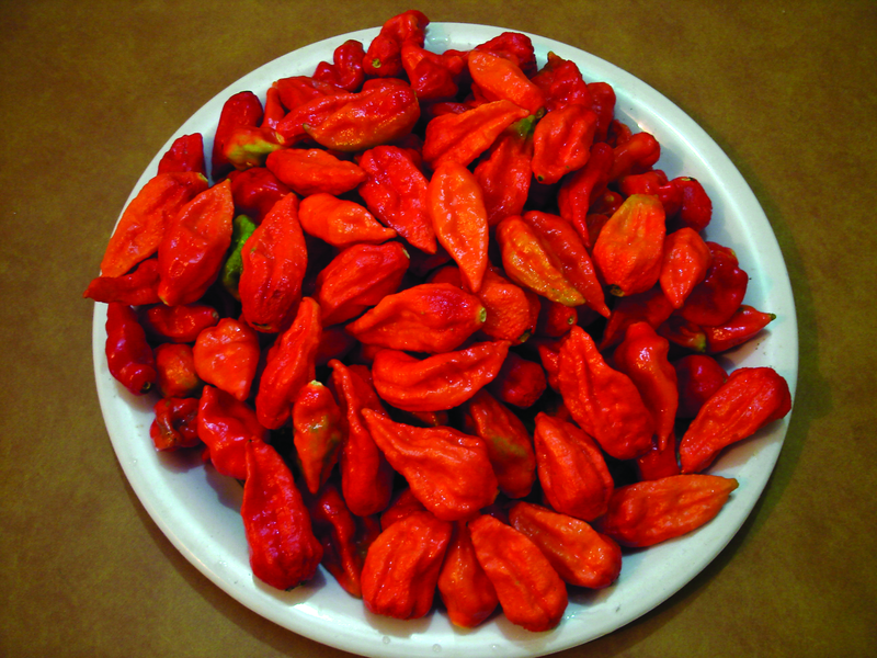 CAPSICUM BHUT JOLOKIA RED