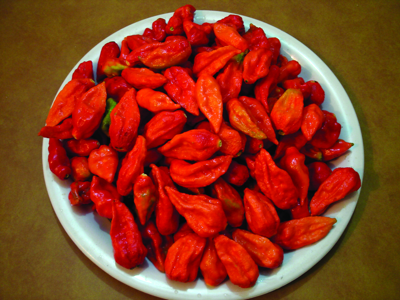 Exotic / Hot Chilli Pepper Seeds – GARDENING.co.za