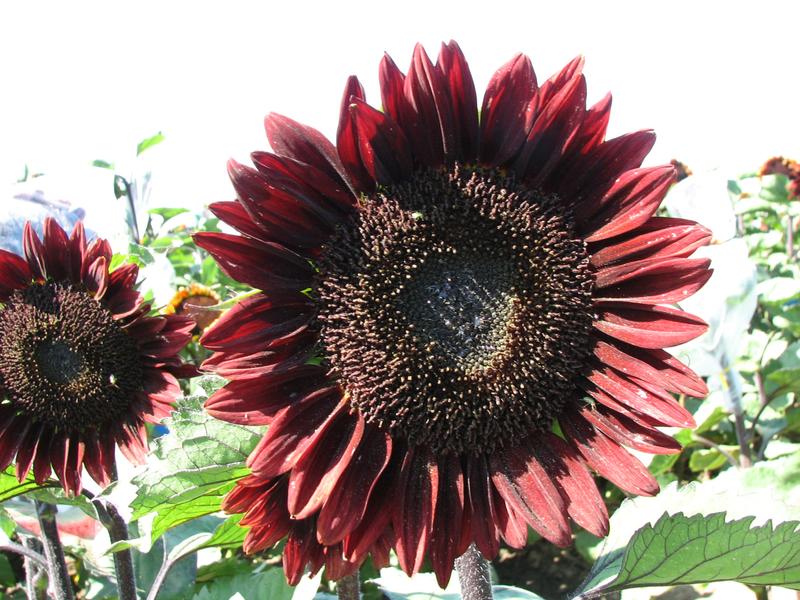 Helianthus Pro Cut Red